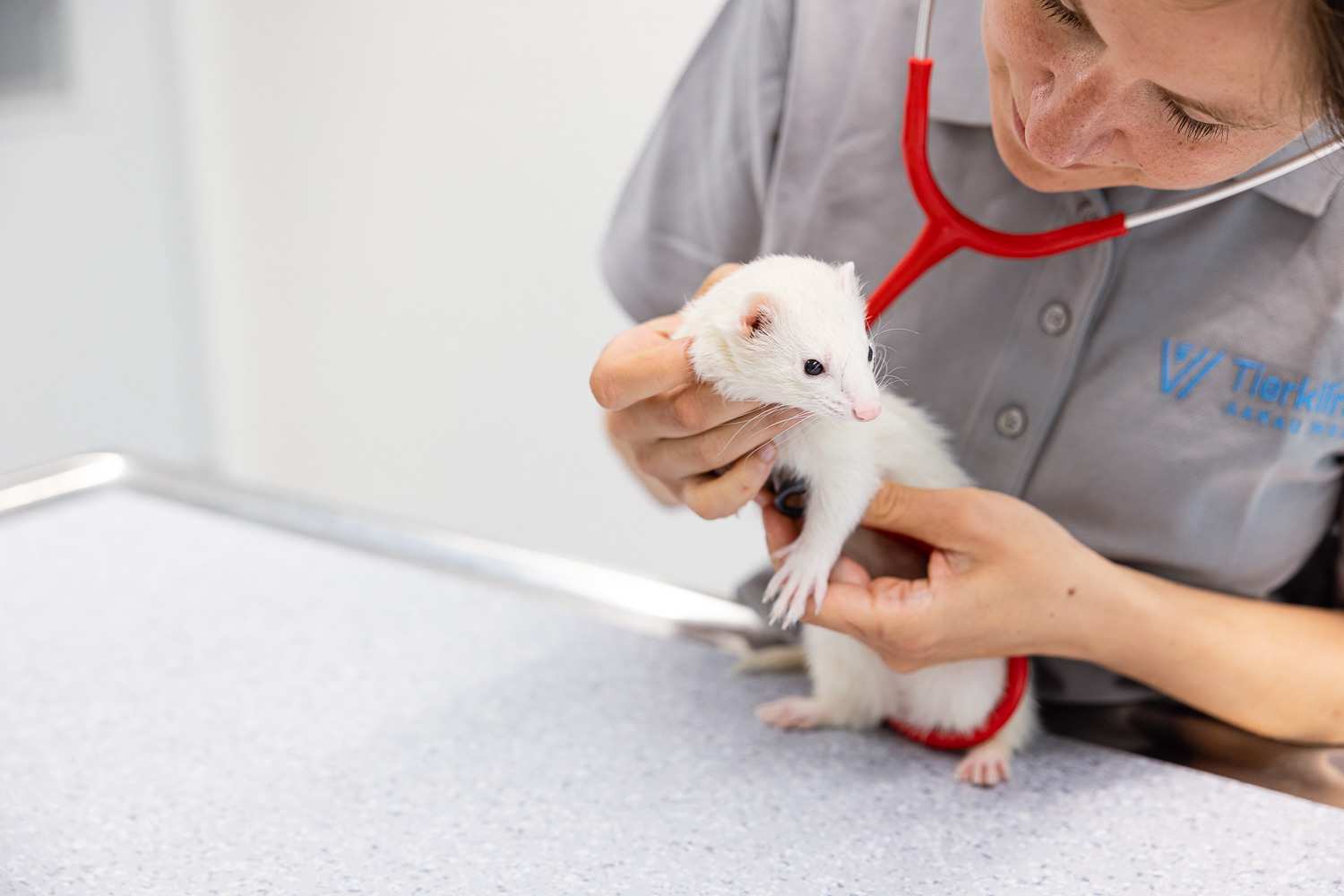 Tier Untersuchung Tierklinik