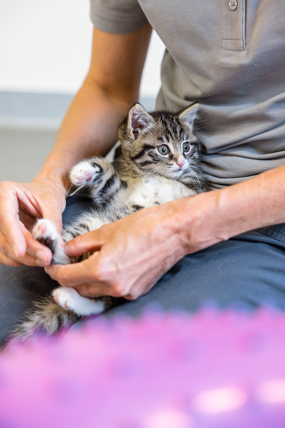 Tier Untersuchung Physiotherapie