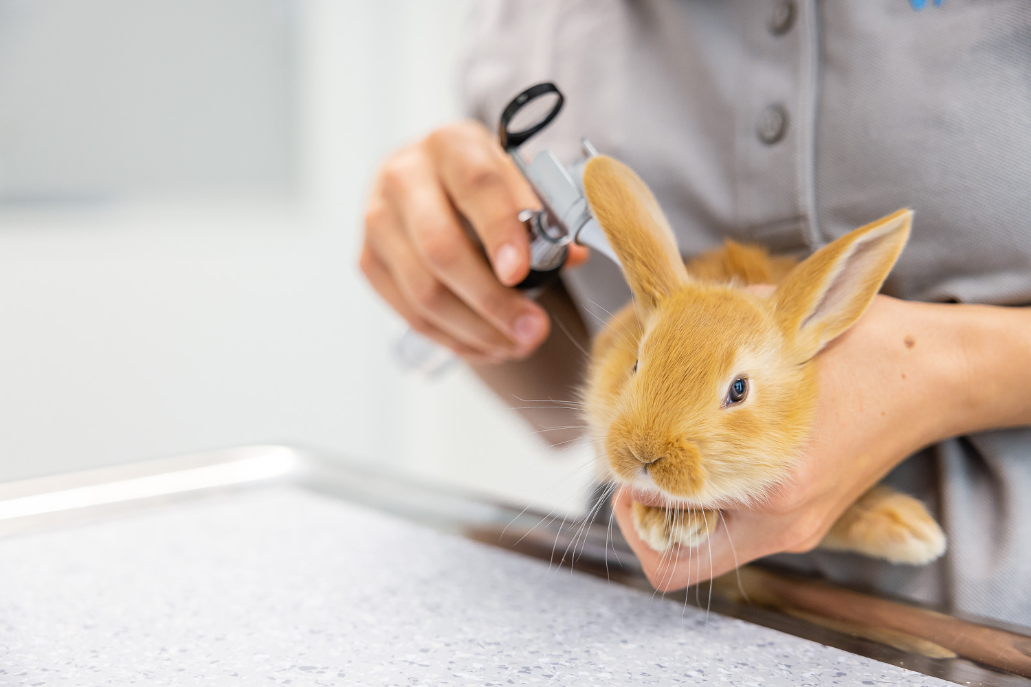 Tier Untersuchung Tierklinik