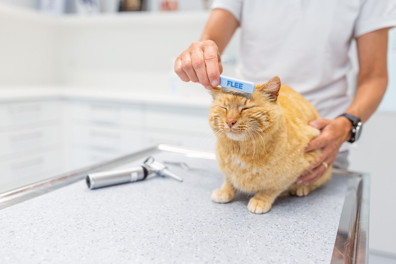 Tier Untersuchung Tierklinik