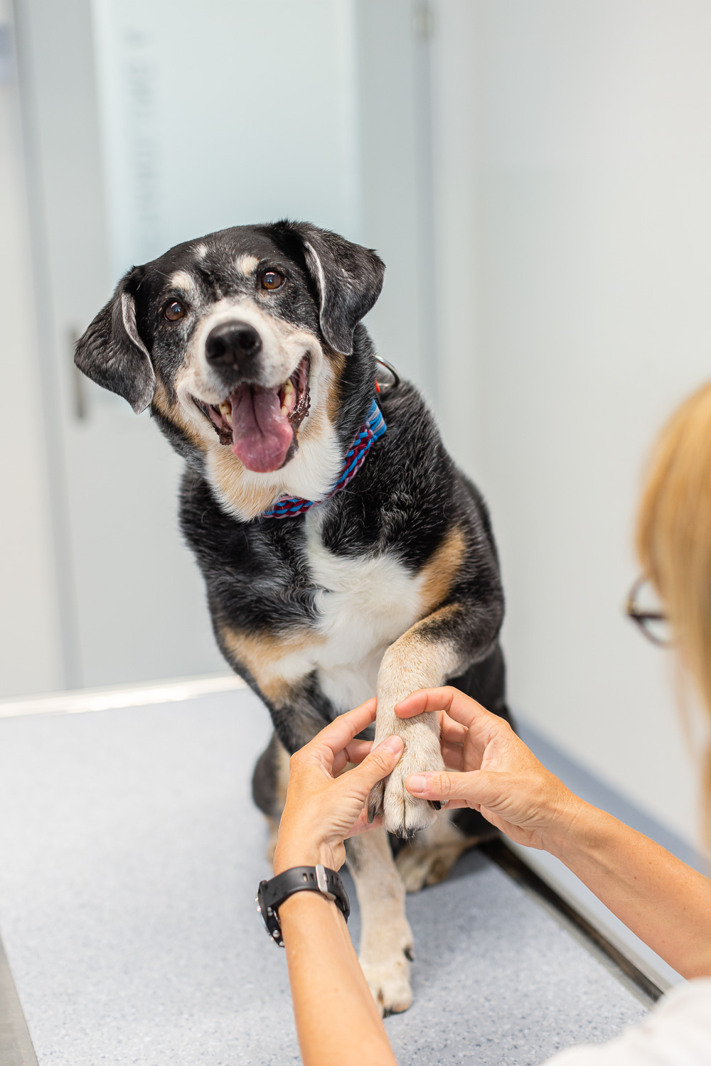 Tier Behandlung Tierklinik