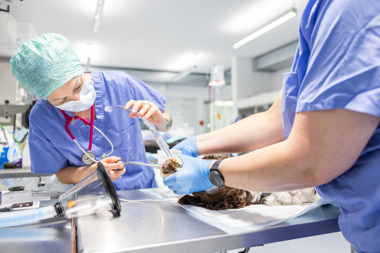 Tierarzt Behandlung Tierklinik