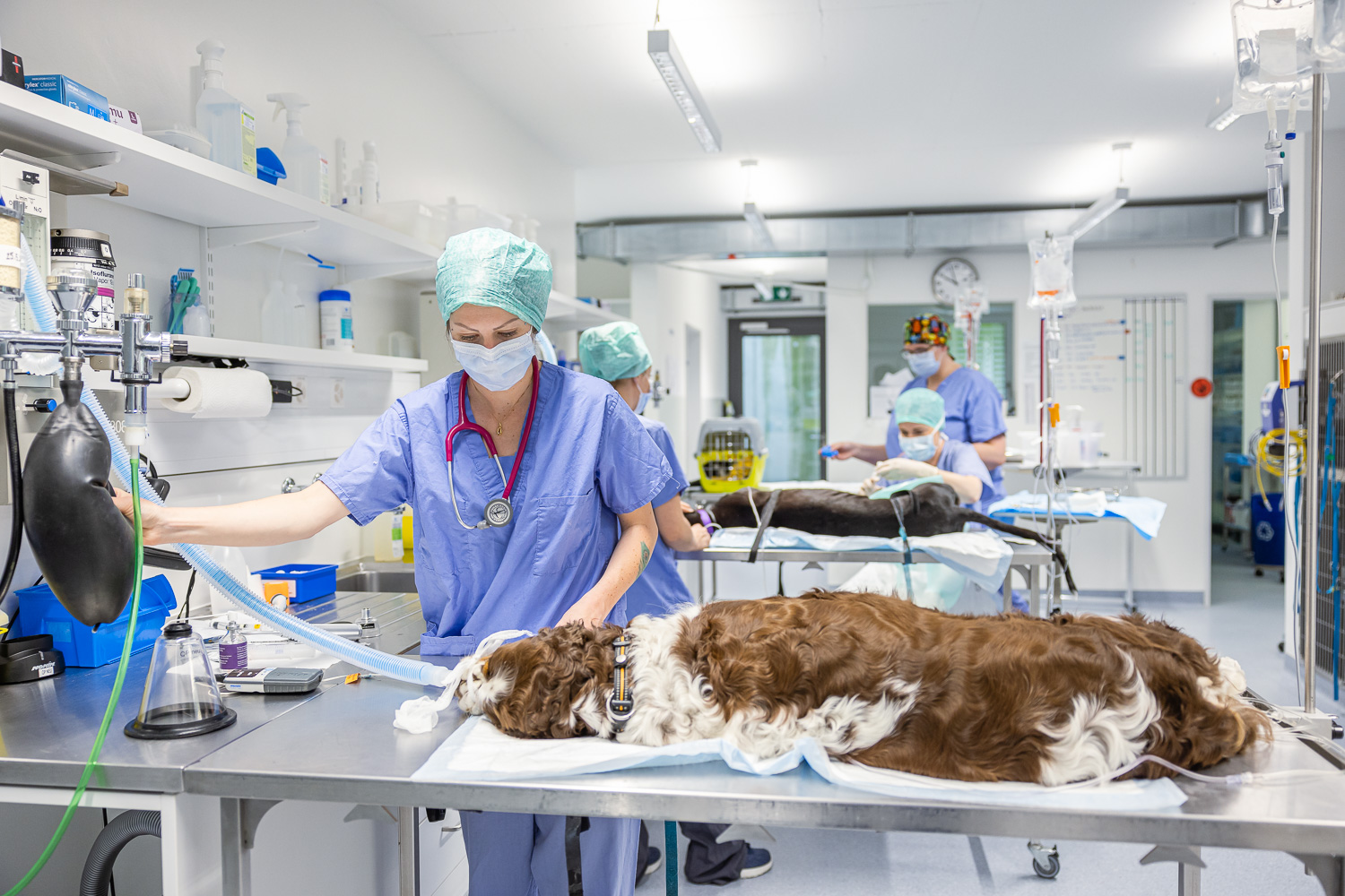 Tierarzt Behandlung Tierklinik