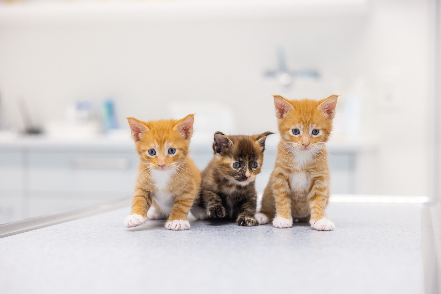 Tierklinik Katzen Behandlung